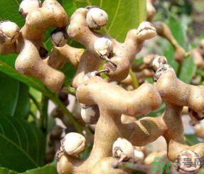 萬(wàn)壽果泡酒的功效 萬(wàn)壽果怎樣泡酒 萬(wàn)壽果泡酒的功效 萬(wàn)壽果怎樣泡酒