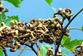 萬(wàn)壽果泡酒的功效 萬(wàn)壽果怎樣泡酒 萬(wàn)壽果泡酒的功效 萬(wàn)壽果怎樣泡酒