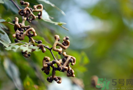 萬(wàn)壽果泡酒的功效 萬(wàn)壽果怎樣泡酒 萬(wàn)壽果泡酒的功效 萬(wàn)壽果怎樣泡酒