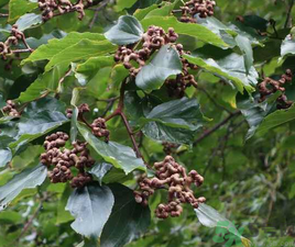 萬壽果的功效與作用 萬壽果的保健功效 萬壽果的功效與作用 萬壽果的保健功效