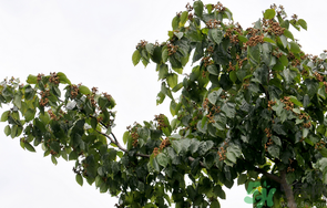 萬壽果的功效與作用 萬壽果的保健功效 萬壽果的功效與作用 萬壽果的保健功效