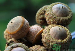 壯陽果可以泡水喝嗎？壯陽果泡水喝的功效與作用