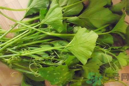 南瓜藤的功效作用有哪些？南瓜藤的食用價值是什么？