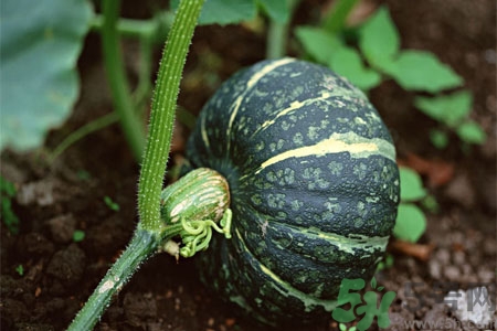 南瓜藤的功效作用有哪些？南瓜藤的食用價值是什么？