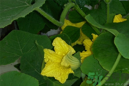 南瓜藤的功效作用有哪些？南瓜藤的食用價值是什么？