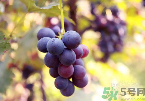 吃葡萄要吐皮嗎？吃葡萄皮好不好？