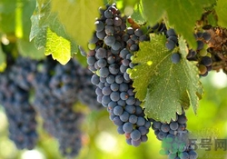 吃葡萄要吐皮嗎？吃葡萄皮好不好？