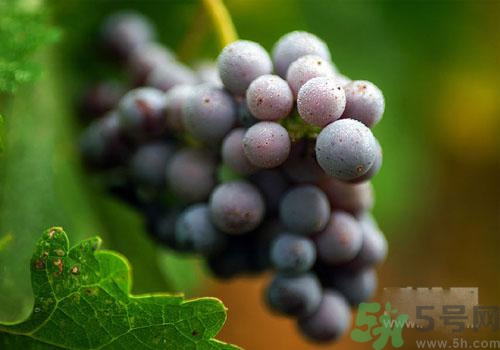 吃葡萄要吐皮嗎？吃葡萄皮好不好？