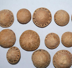 壯陽果怎么泡酒？ 壯陽果泡酒的功效與作用