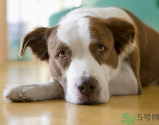 孕婦可以養(yǎng)狗嗎？養(yǎng)狗對孕婦有影響嗎？