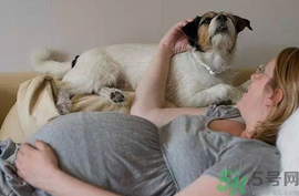 孕婦可以養(yǎng)狗嗎？養(yǎng)狗對孕婦有影響嗎？