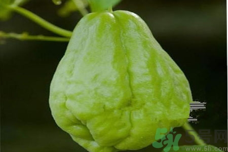 佛手瓜的功效與作用是什么？佛手瓜的營養(yǎng)價(jià)值有哪些？