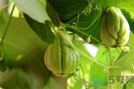 佛手瓜的功效與作用是什么？佛手瓜的營養(yǎng)價(jià)值有哪些？
