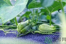 佛手瓜的功效與作用是什么？佛手瓜的營養(yǎng)價(jià)值有哪些？