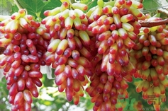 美人指是什么?美人指是轉(zhuǎn)基因葡萄嗎? 美人指是什么?美人指是轉(zhuǎn)基因葡萄嗎?