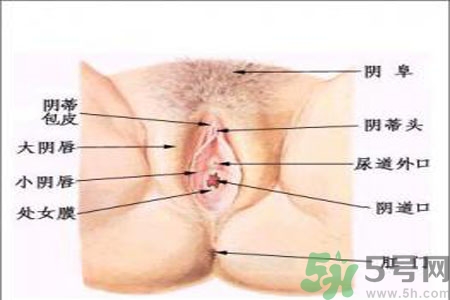 外陰瘙癢如何治療？外陰瘙癢可以用什么藥？？