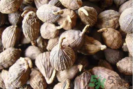 草果是什么？草果的功效與作用