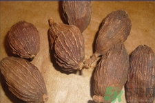 草果是什么？草果的功效與作用