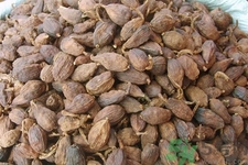 草果是什么？草果的功效與作用