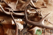 鹿角霜的藥用價值是什么？鹿角霜的功效和作用