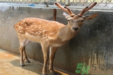 鹿角霜的藥用價值是什么？鹿角霜的功效和作用