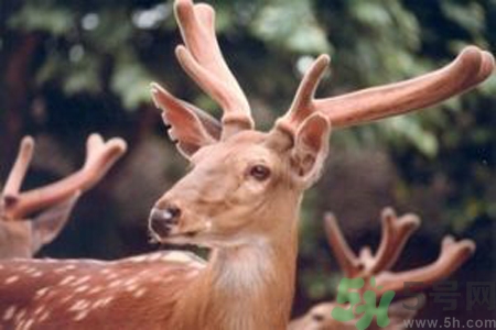 鹿角霜的藥用價值是什么？鹿角霜的功效和作用