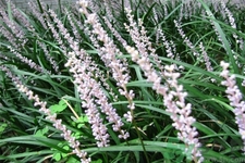 麥冬的營養(yǎng)價值有哪些？麥冬的功效與作用是什么？