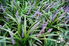 麥冬的營養(yǎng)價值有哪些？麥冬的功效與作用是什么？