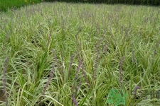 麥冬的營養(yǎng)價值有哪些？麥冬的功效與作用是什么？