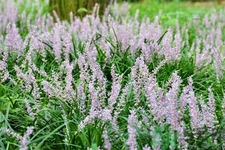 麥冬的營養(yǎng)價值有哪些？麥冬的功效與作用是什么？