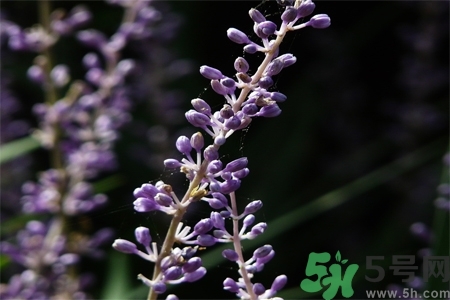 麥冬泡水喝的功效有哪些？麥冬泡水有什么禁忌？