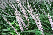 麥冬泡水喝的功效有哪些？麥冬泡水有什么禁忌？