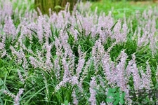 麥冬泡水喝的功效有哪些？麥冬泡水有什么禁忌？