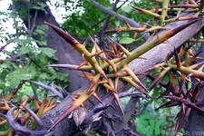 皂角刺的藥用價值是什么？皂角刺的功效與作用有哪些？