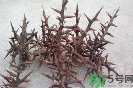 皂角刺的藥用價值是什么？皂角刺的功效與作用有哪些？