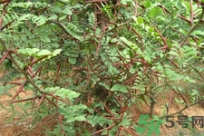 皂角刺的藥用價值是什么？皂角刺的功效與作用有哪些？