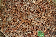 皂角刺的藥用價值是什么？皂角刺的功效與作用有哪些？