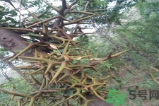 皂角刺的藥用價值是什么？皂角刺的功效與作用有哪些？