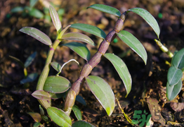 石斛的功效與作用 石斛怎么吃 石斛的功效與作用 石斛怎么吃