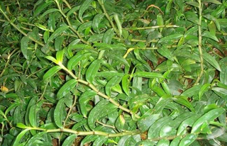 鐵皮石斛怎么吃？鐵皮石斛的功效與作用