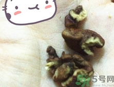 三只松鼠多少錢一袋？三只松鼠價(jià)格