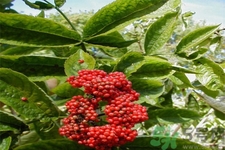 接骨木的功效作用 接骨木藥用價值 接骨木的功效作用 接骨木藥用價值