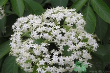 接骨木的功效作用 接骨木藥用價值 接骨木的功效作用 接骨木藥用價值