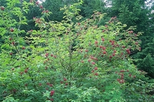接骨木的功效作用 接骨木藥用價值 接骨木的功效作用 接骨木藥用價值