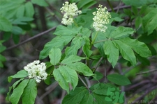 接骨木的功效作用 接骨木藥用價值 接骨木的功效作用 接骨木藥用價值