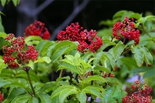 接骨木的功效作用 接骨木藥用價值 接骨木的功效作用 接骨木藥用價值