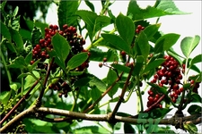 接骨木的功效作用 接骨木藥用價值 接骨木的功效作用 接骨木藥用價值