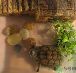 家里養(yǎng)烏龜好不好？家里養(yǎng)烏龜有什么講究？