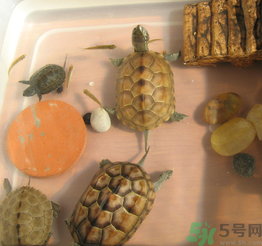 家里養(yǎng)烏龜好不好？家里養(yǎng)烏龜有什么講究？