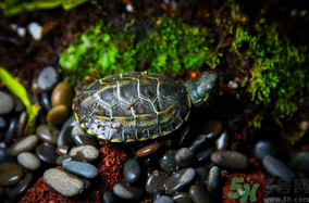 家里養(yǎng)烏龜好不好？家里養(yǎng)烏龜有什么講究？